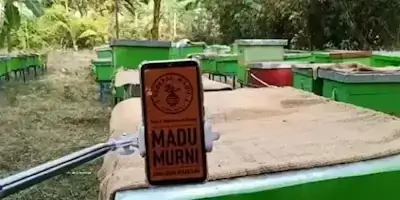 Rebepal Madu